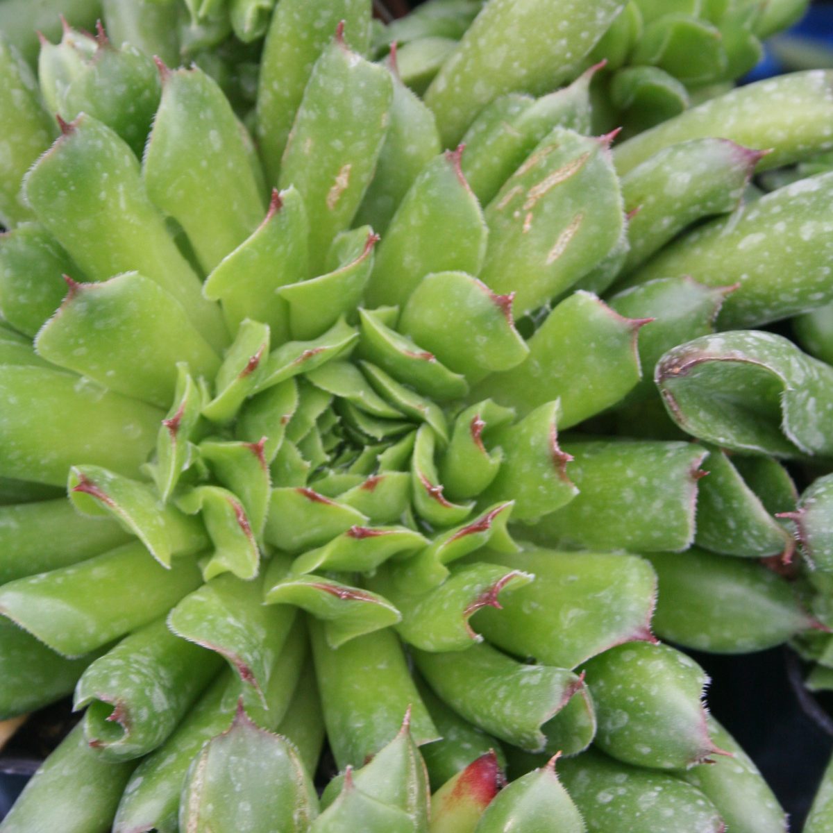 Sempervivum Oddity - Image 2