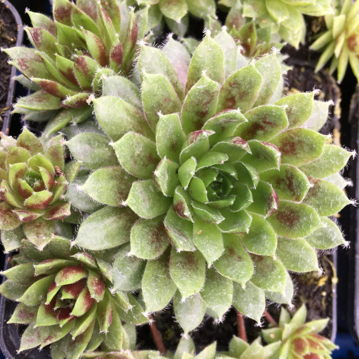 Sempervivum ar Silberkarneol - Image 2