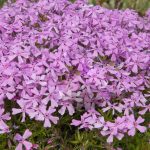 Silene schafta