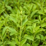 Stevia rebaudiana