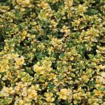 Thymus Doone Valley