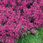 Thymus doef Bressingham