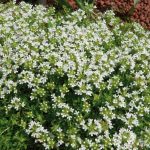 Thymus serpyllum albus