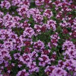 Thymus serp coccineus