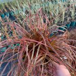 Uncinia rubra Everflame