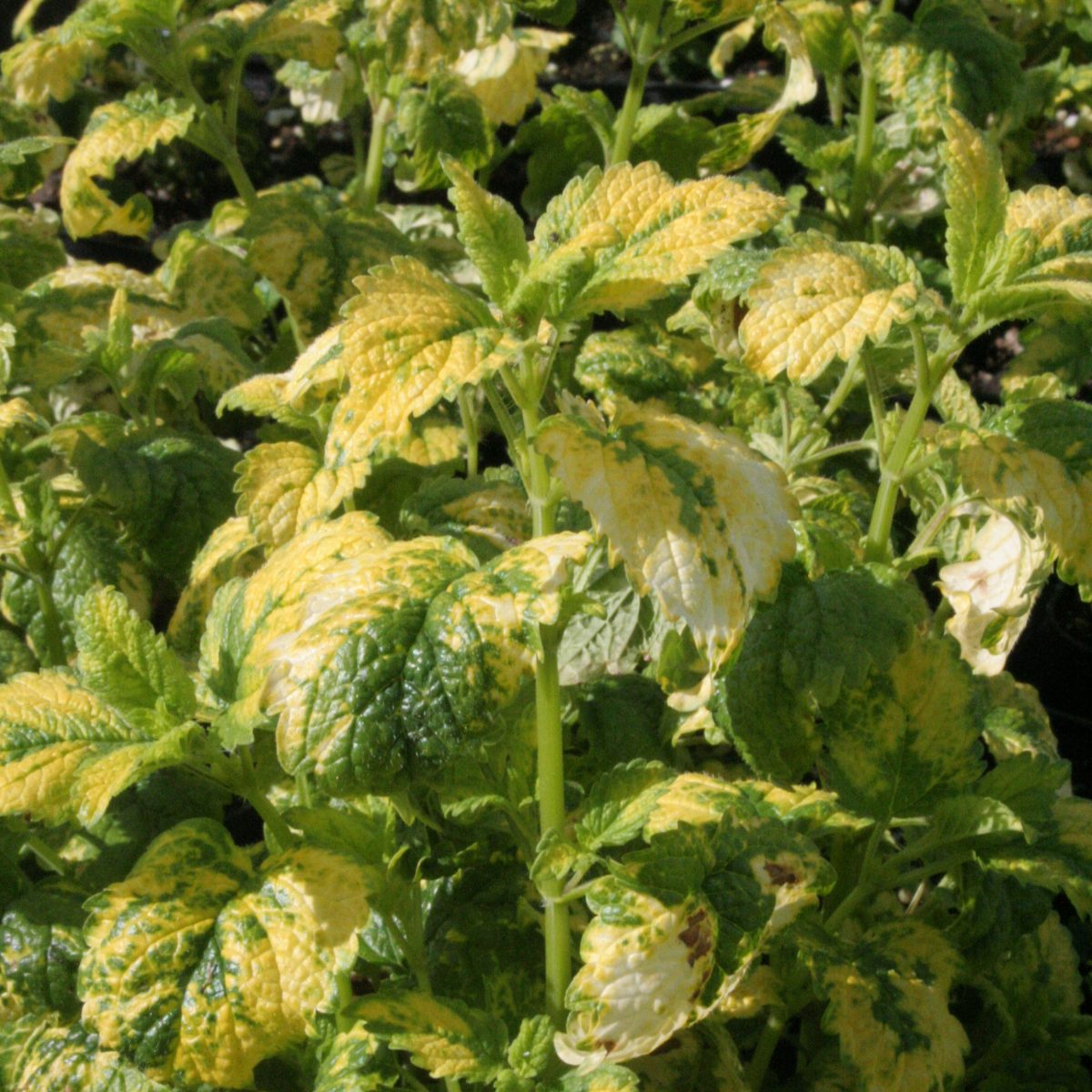 Variegated Lemon Balm - Image 2