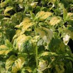Variegated Lemon Balm - Image 2
