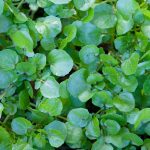 Water Cress