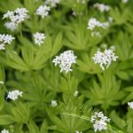 Woodruff - Image 2