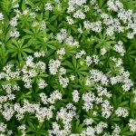 Woodruff