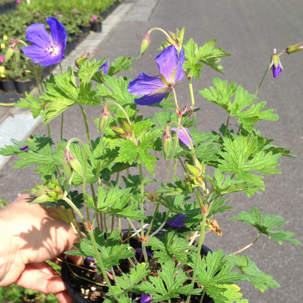 Geranium himalayense Gravetye - Image 2