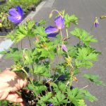 Geranium himalayense Gravetye - Image 2