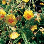 Helianthemum Ben Fhada