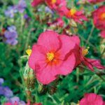 Helianthemum Ben Hope