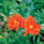 Helianthemum Ben More
