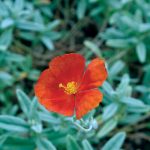 Helianthemum Fire Dragon