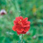 Helianthemum Fireball