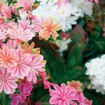 Lewisia cotyledon Elise