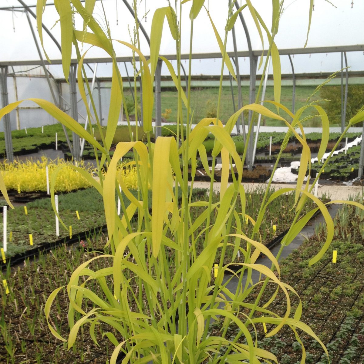 Milium effusum Aureum - Image 2