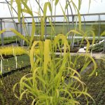 Milium effusum Aureum - Image 2