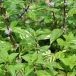Mint Gingermint - Image 2