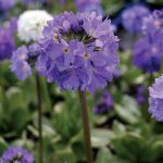 Primula dent lilac
