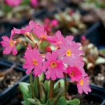 Primula rosea Grandiflora