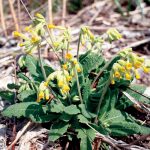Primula veris