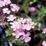 Saponaria ocymoides