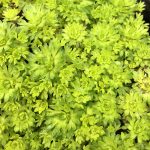 Saxifraga Cloth of Gold