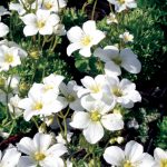 Saxifraga ar Carpet White