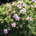 Silene acaulis Mount Snowdon
