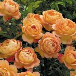 Rosa 'Lady of Shalott'