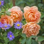 Rosa 'Lady of Shalott' - Image 3