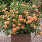 Rosa 'Lady of Shalott' - Image 2