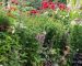 HERBACEOUS BORDER