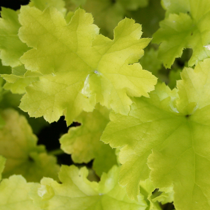 Heuchera Lime Marmalade Companion Plants At Christina Button Blog
