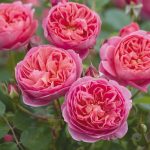 Rosa 'Boscobel'