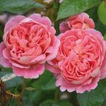 Rosa 'Boscobel' - Image 2