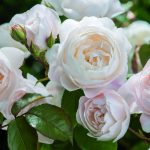 Rosa 'Desdemona'