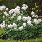 Rosa 'Desdemona' - Image 2