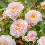 Rosa 'Emily Bronte'
