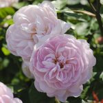 Rosa 'Gentle Hermione'