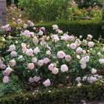 Rosa 'Gentle Hermione' - Image 2