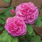 Rosa 'Gertrude Jekyll'®
