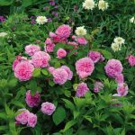 Rosa 'Gertrude Jekyll'® - Image 2