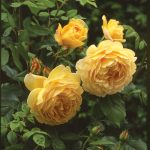 Rosa 'Golden Celebration'®