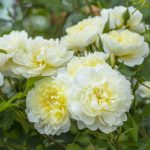 Rosa 'Imogen'