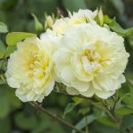 Rosa 'Imogen' - Image 2