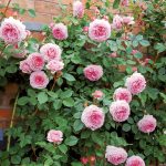 Rosa 'James Galway' - Image 2